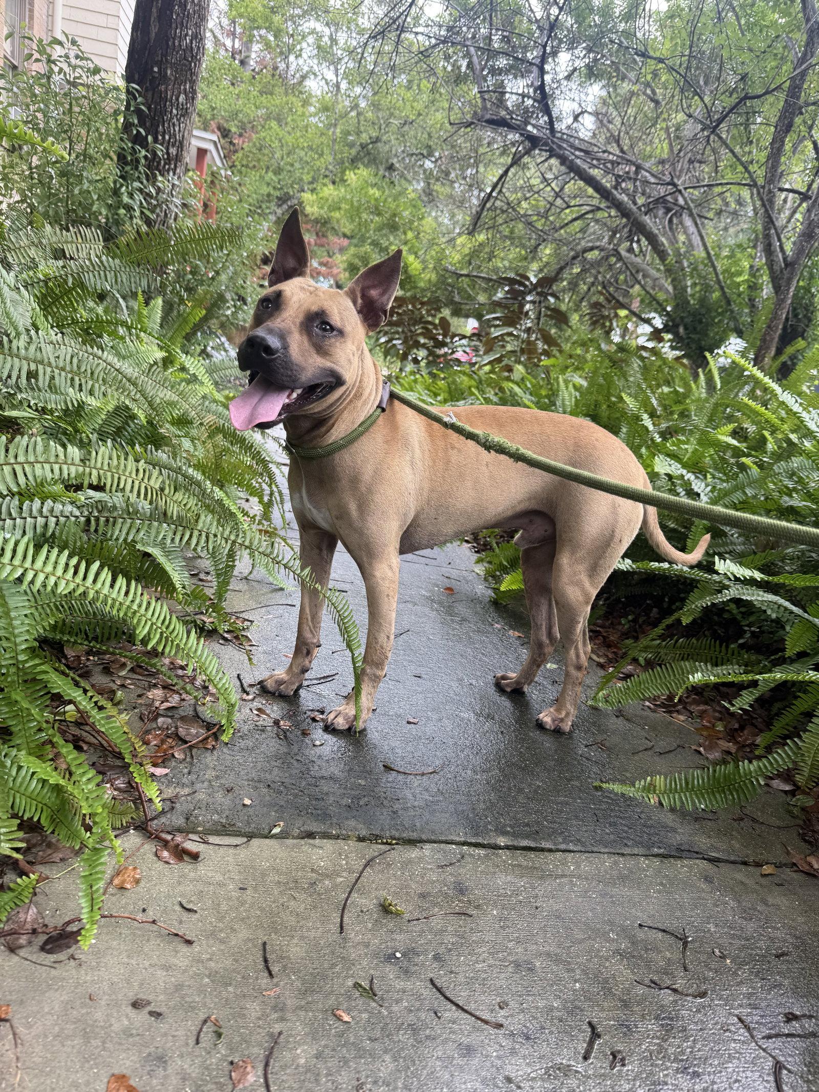Enlarge Garrett, a Adoptable Black Mouth Cur in Sanford, FL image 2/3