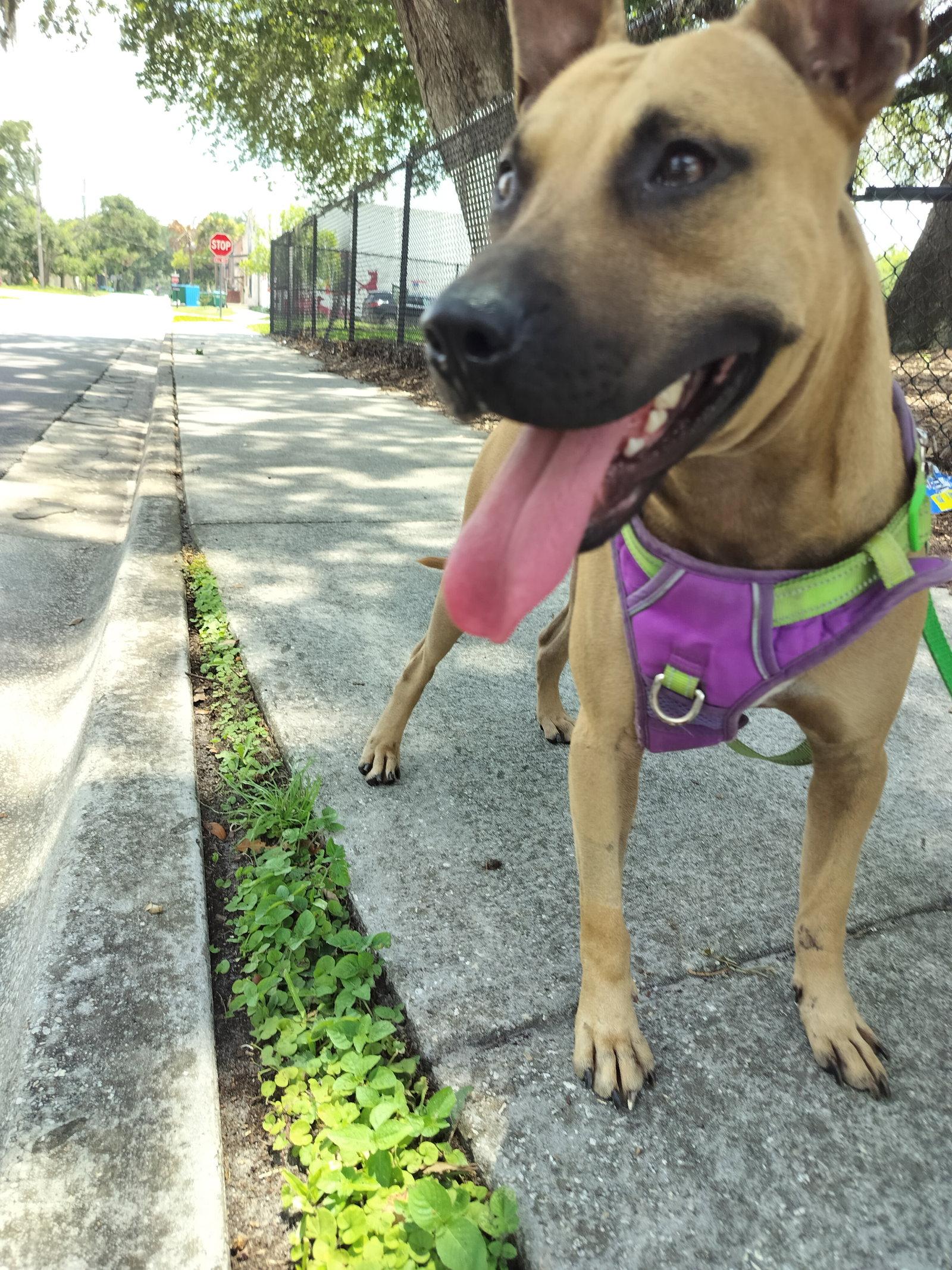 Enlarge Garrett, a Adoptable Black Mouth Cur in Sanford, FL image 3/3