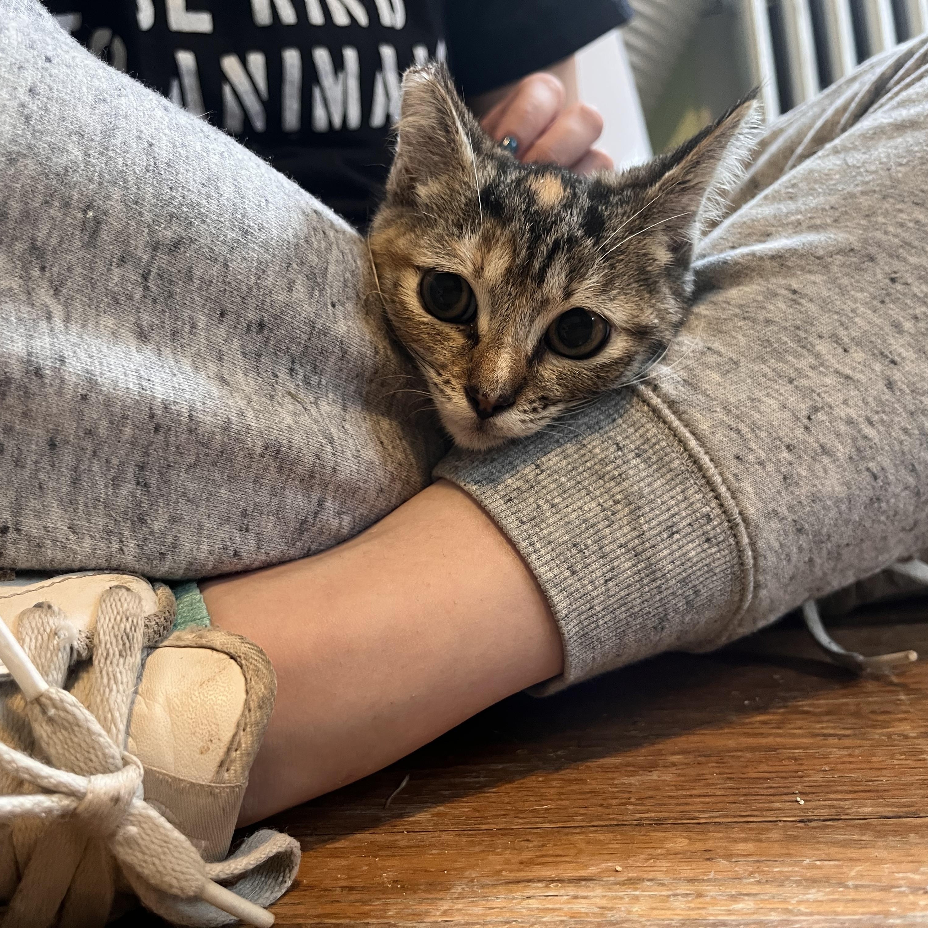 Enlarge Carmel, a Adoptable Domestic Short Hair in Youngstown, OH image 3/5