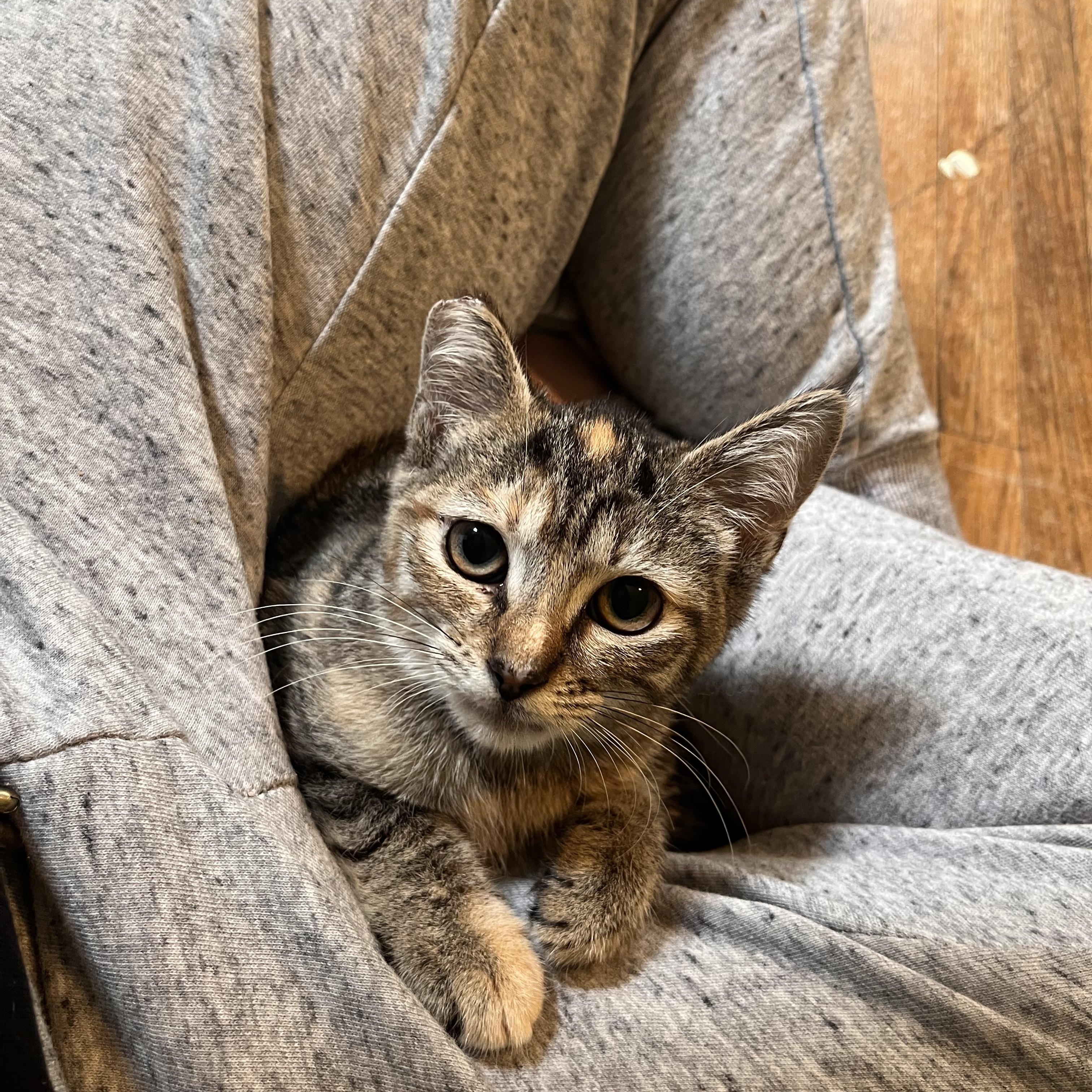 Enlarge Carmel, a Adoptable Domestic Short Hair in Youngstown, OH image 2/5
