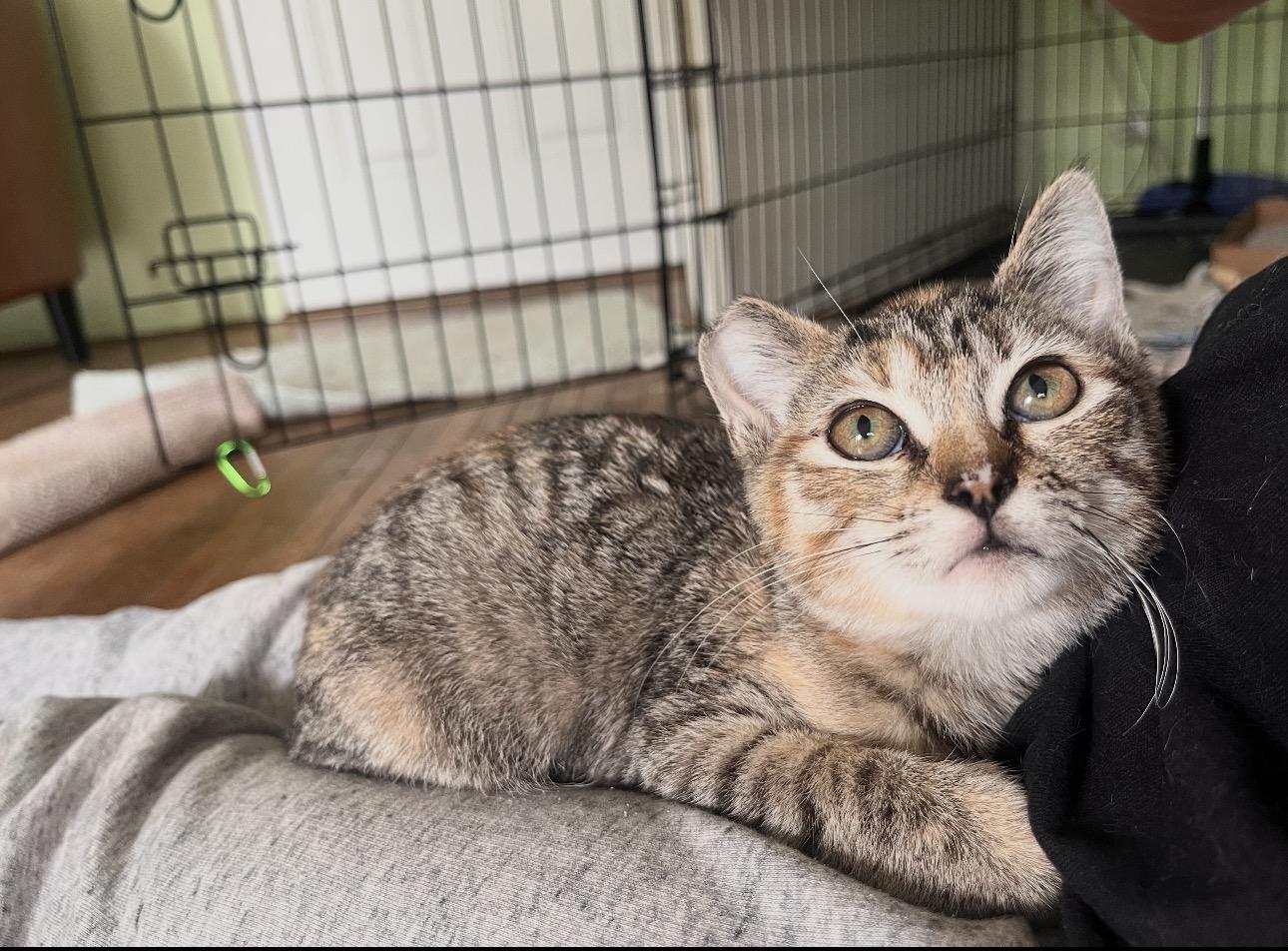 Enlarge Carmel, a Adoptable Domestic Short Hair in Youngstown, OH image 4/5