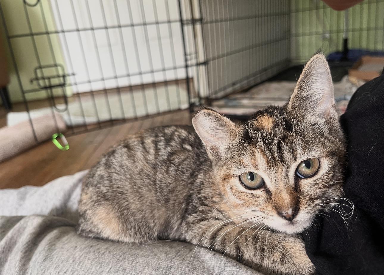 Enlarge Carmel, a Adoptable Domestic Short Hair in Youngstown, OH image 5/5