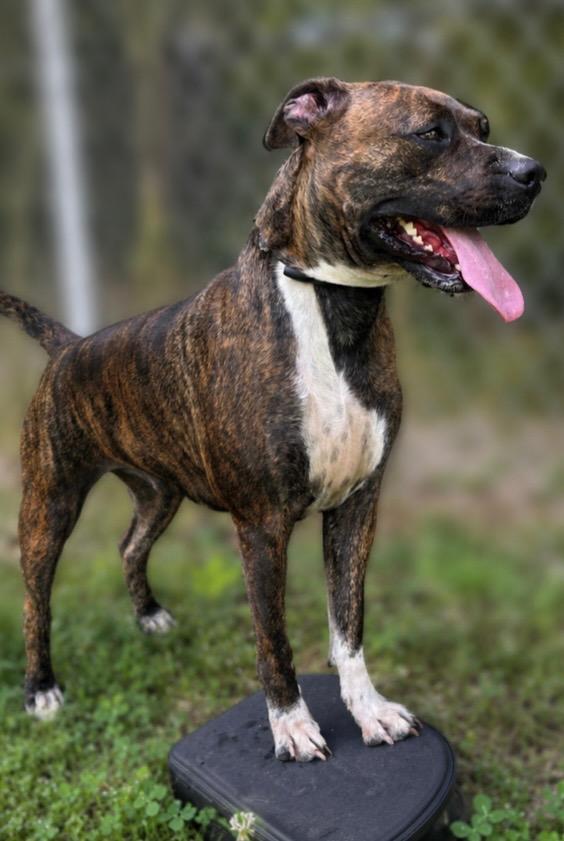 Cyrenity, Adoptable, Young Female Pit Bull Terrier.