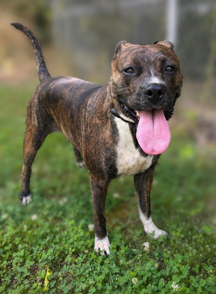 Cyrenity, a Adoptable Pit Bull Terrier in Russellville, KY image 2/2