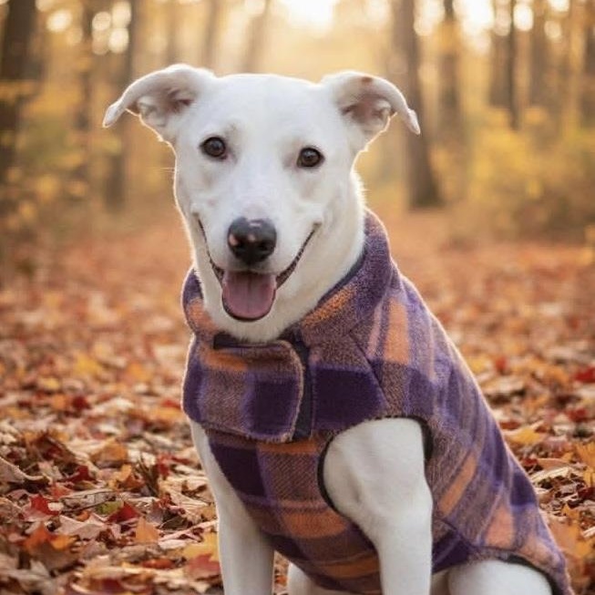 Enlarge Molly, an adopted mixed breed in Cranford, NJ image 2/6