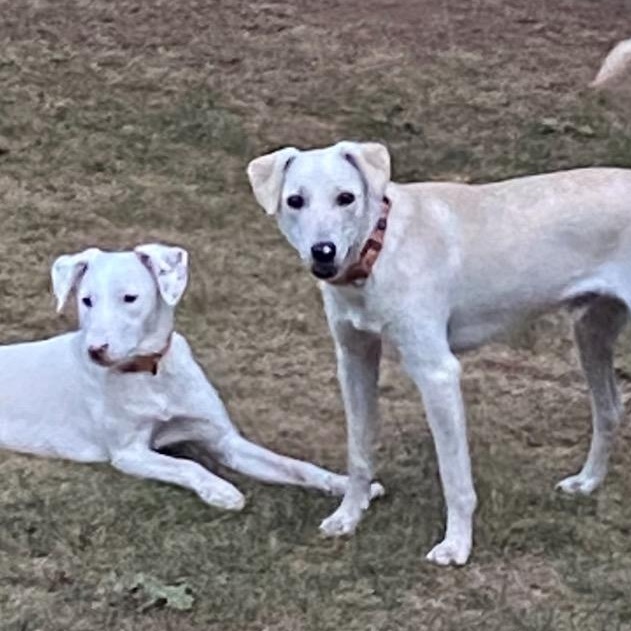 Enlarge Molly, an adopted mixed breed in Cranford, NJ image 5/6