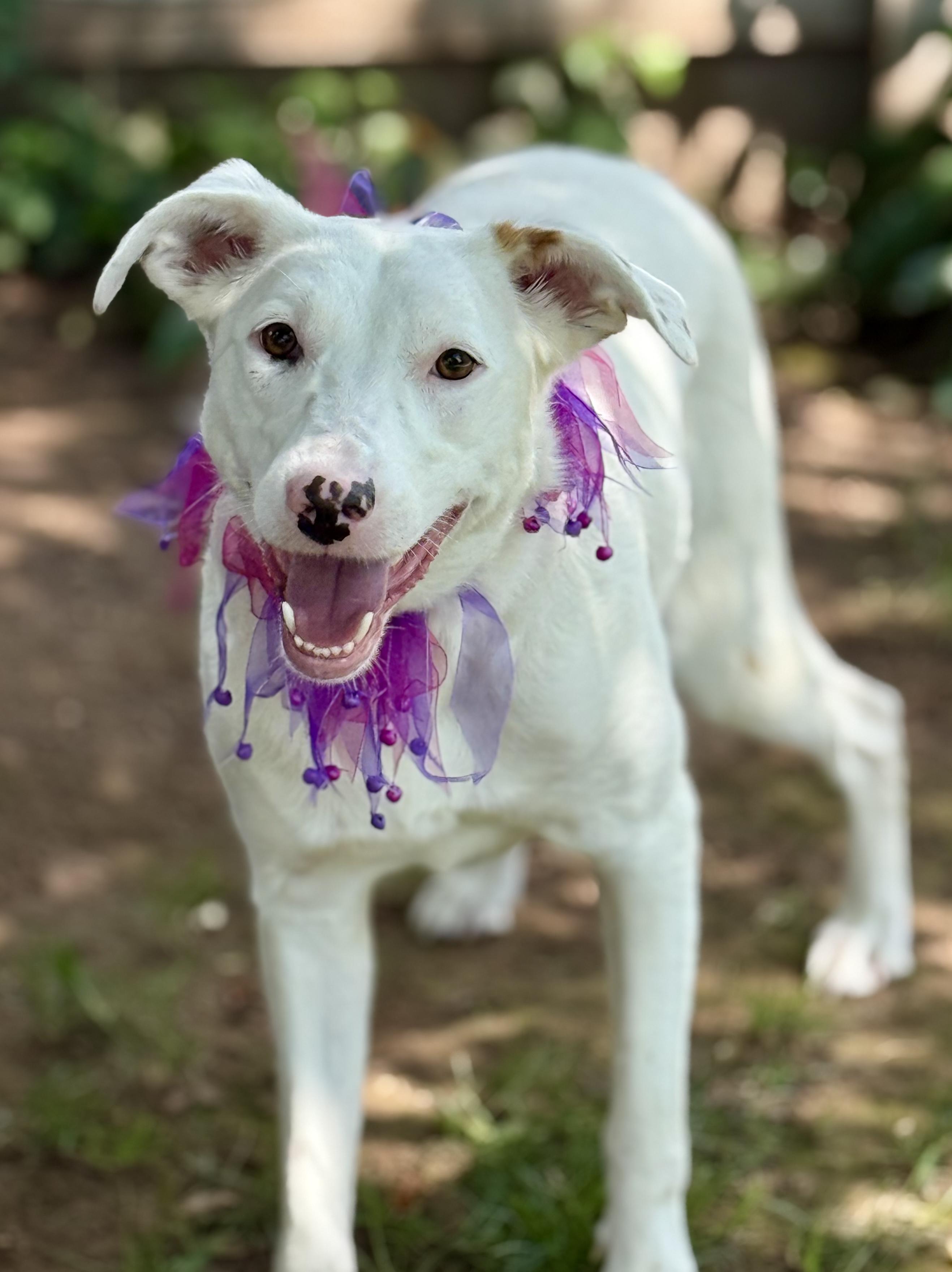 Enlarge Molly, an adopted mixed breed in Cranford, NJ image 3/6