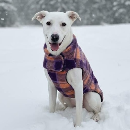 Enlarge Molly, an adopted mixed breed in Cranford, NJ image 1/6