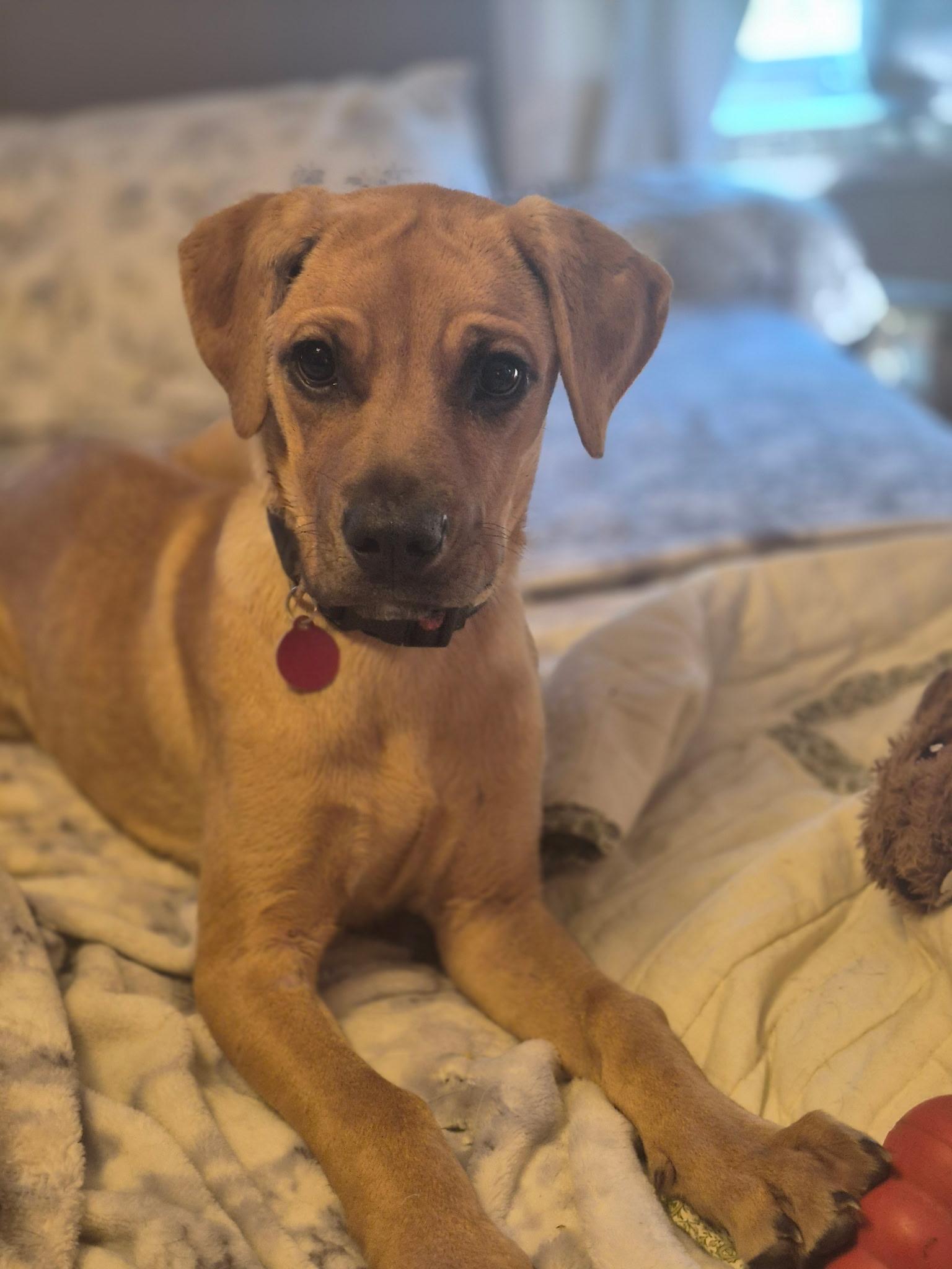 Dharma, ADOPTABLE, Young Female Boxer.