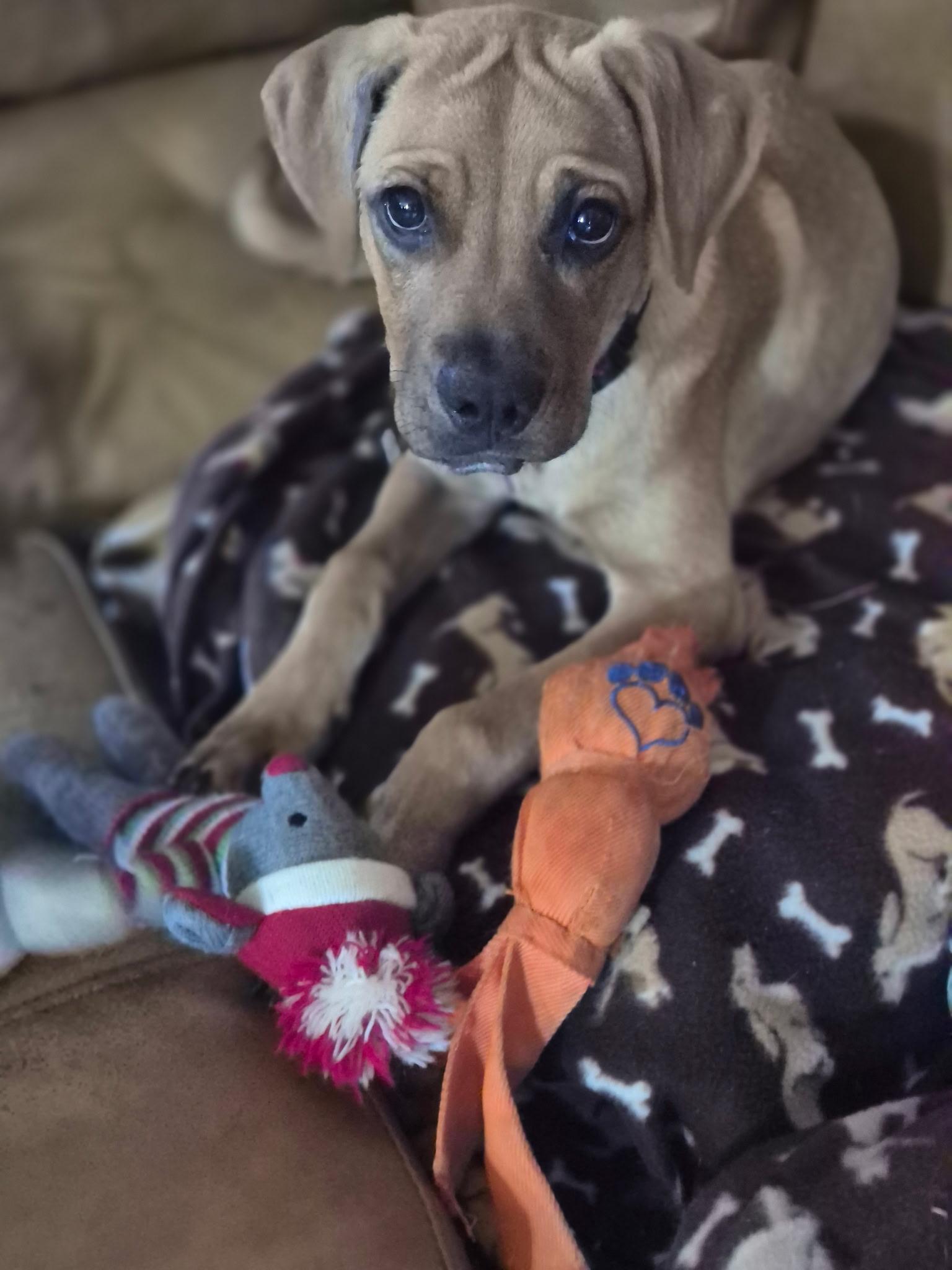 Dharma, a ADOPTABLE mixed breed in Byron, IL image 4/5
