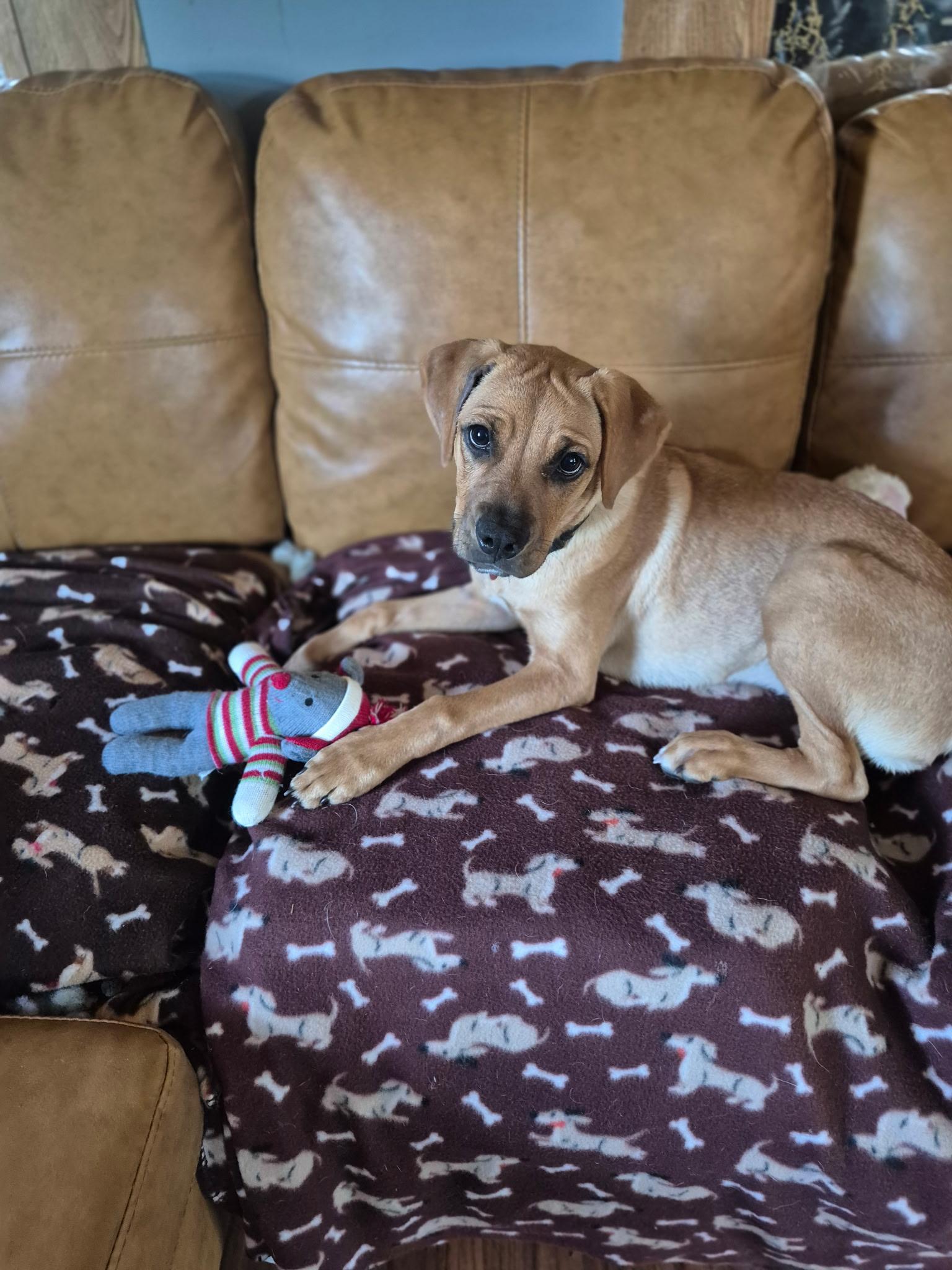 Dharma, a ADOPTABLE mixed breed in Byron, IL image 5/5
