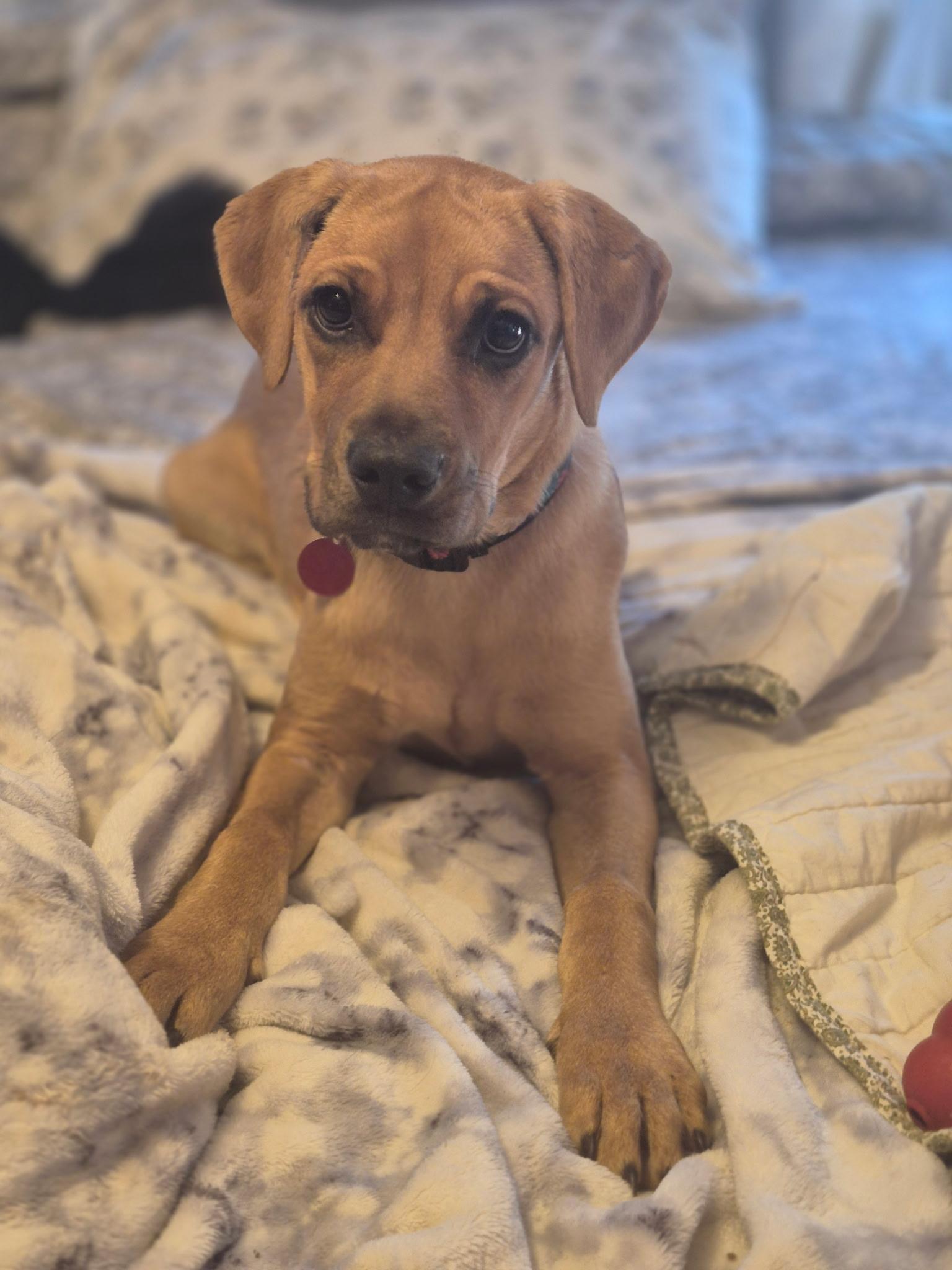 Dharma, a ADOPTABLE mixed breed in Byron, IL image 3/5