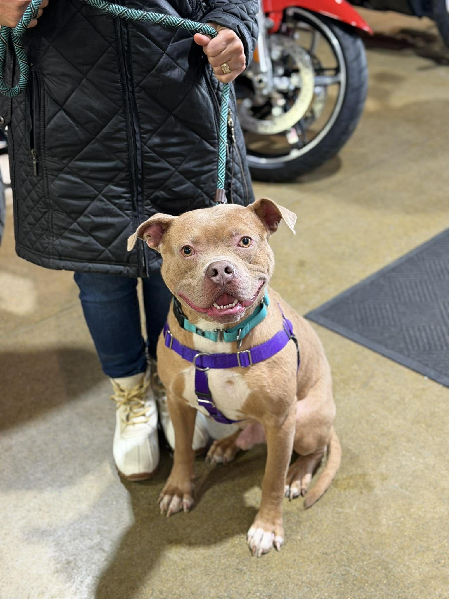 Beetle, Adoptable, Young Male American Staffordshire Terrier.