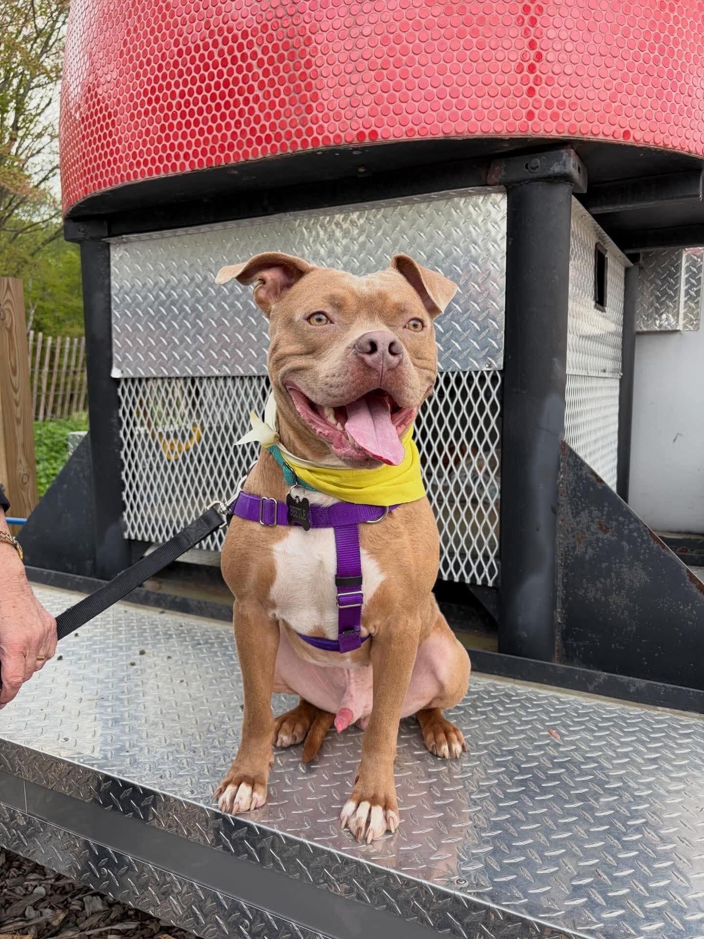 Beetle, a Adoptable American Staffordshire Terrier in Westwood, NJ image 2/3