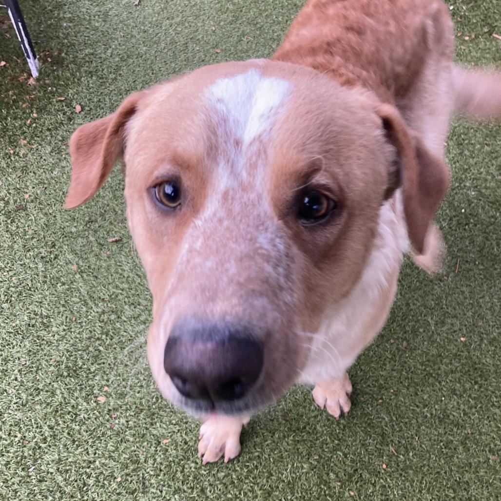 Enlarge Guero, a Adoptable mixed breed in Providence, RI image 1/6