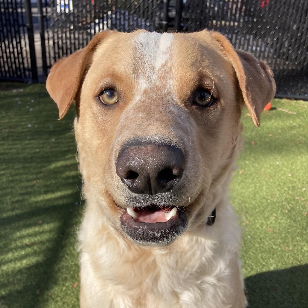 Guero, Adoptable, Young Male Border Collie & Mixed Breed.