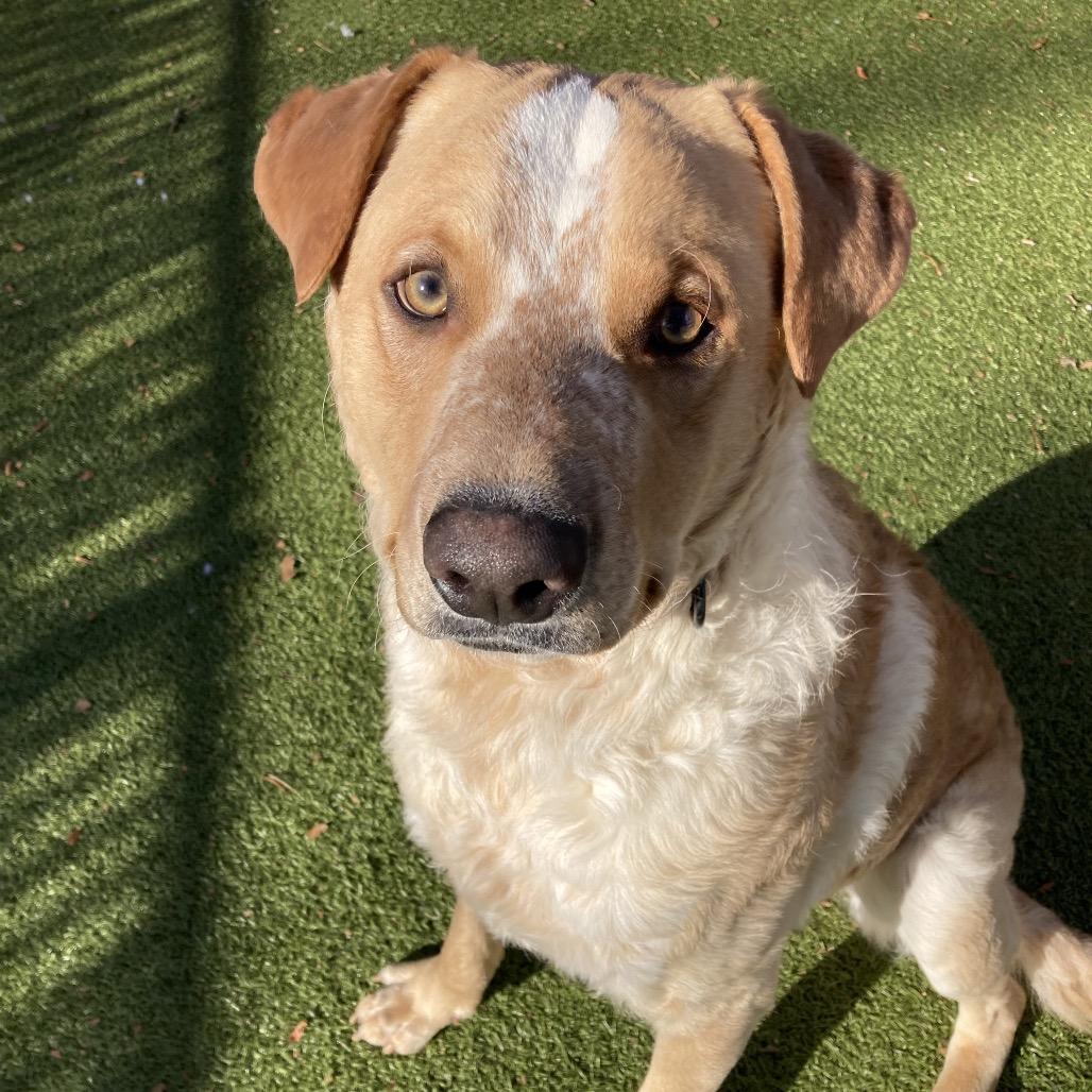Enlarge Guero, a Adoptable mixed breed in Providence, RI image 3/6