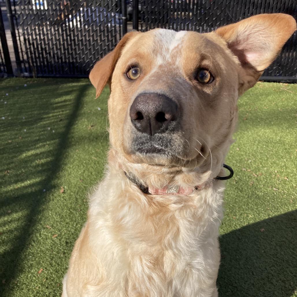 Enlarge Guero, a Adoptable mixed breed in Providence, RI image 4/6