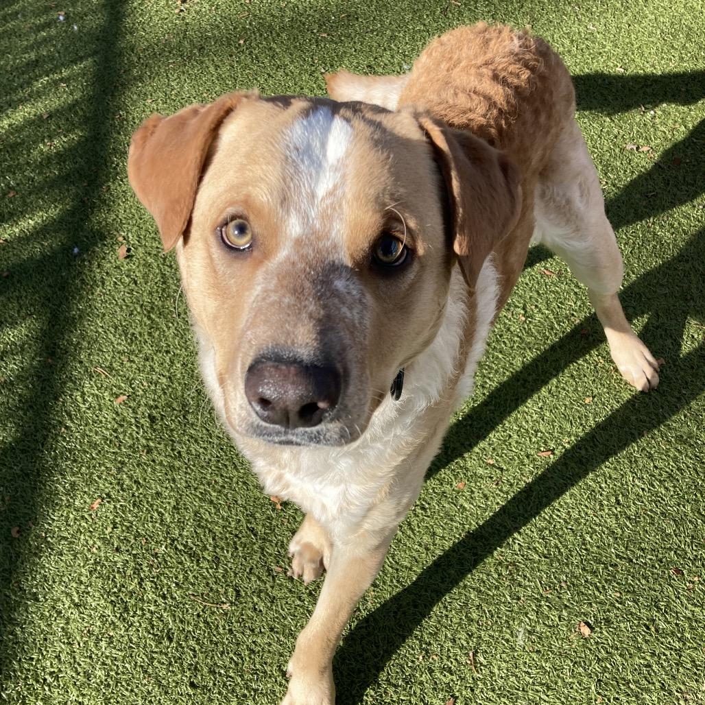 Enlarge Guero, a Adoptable mixed breed in Providence, RI image 5/6