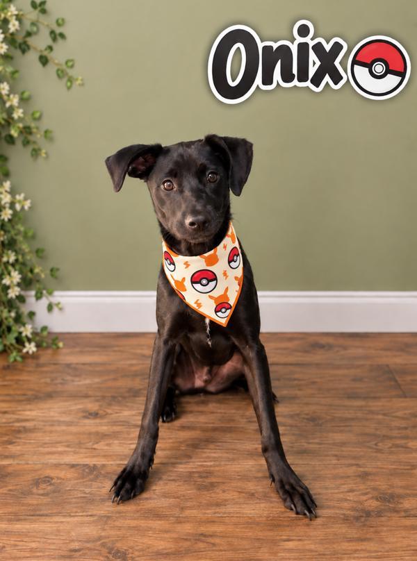 Onix, Adoptable, Young Male Labrador Retriever.