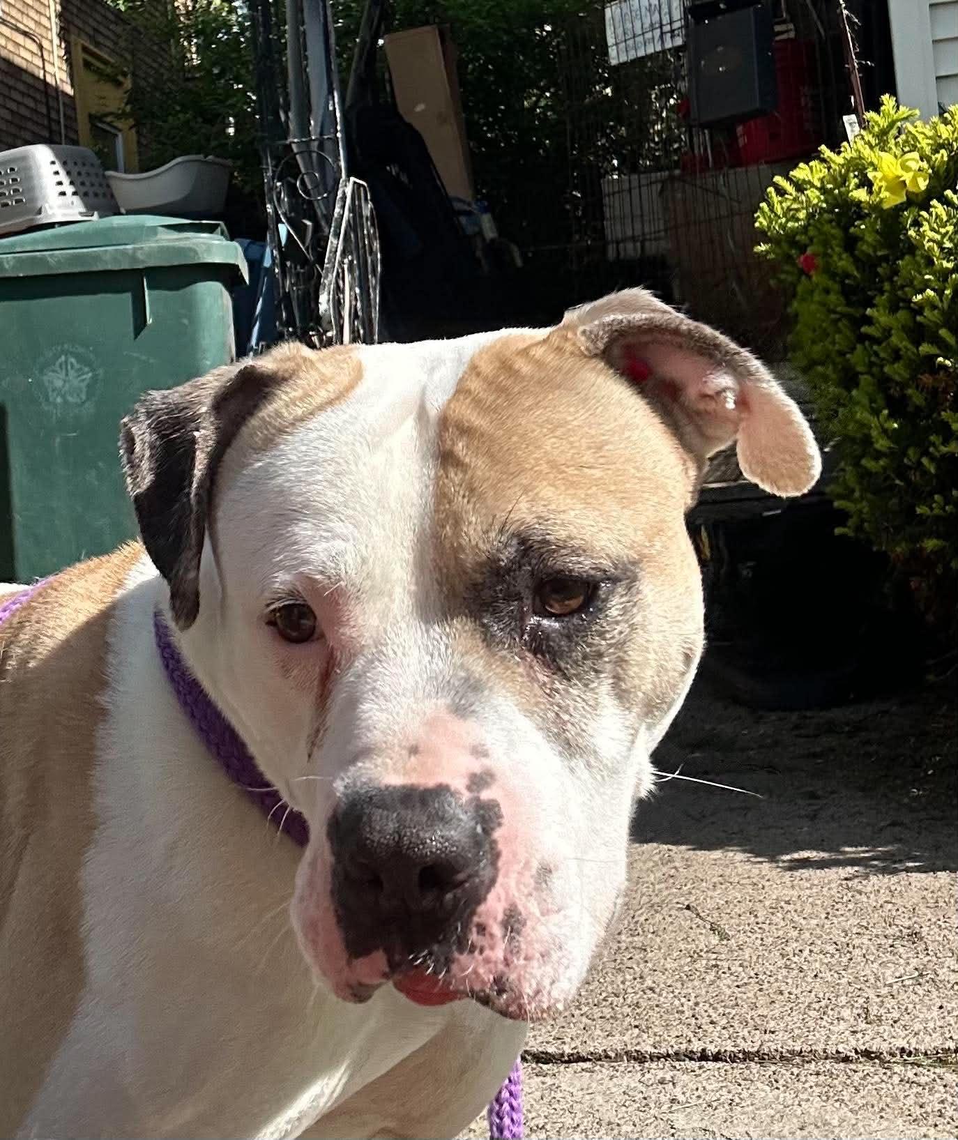 Enoch: Adopt or Forever Foster, Adoptable, Adult Male Pit Bull Terrier.