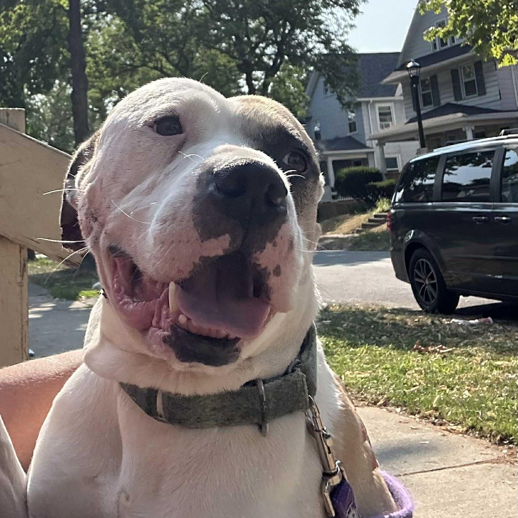 Enlarge Enoch: Adopt or Forever Foster, a Adoptable mixed breed in Rochester, NY image 2/6