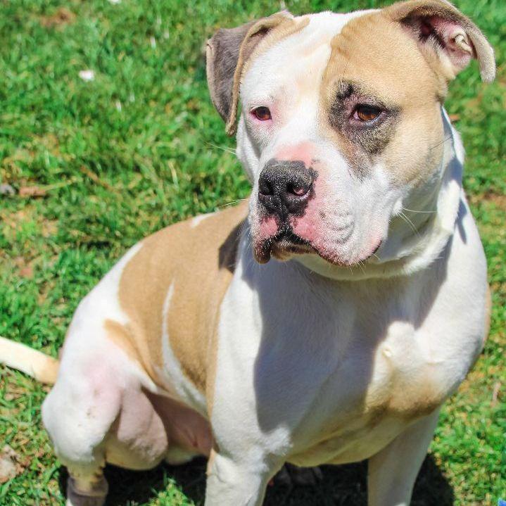Enlarge Enoch: Adopt or Forever Foster, a Adoptable mixed breed in Rochester, NY image 4/6