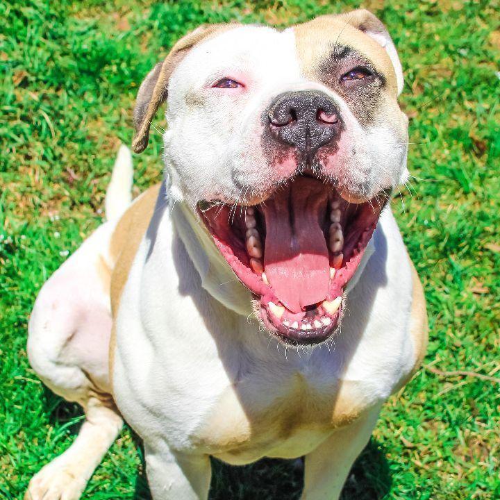Enlarge Enoch: Adopt or Forever Foster, a Adoptable mixed breed in Rochester, NY image 5/6