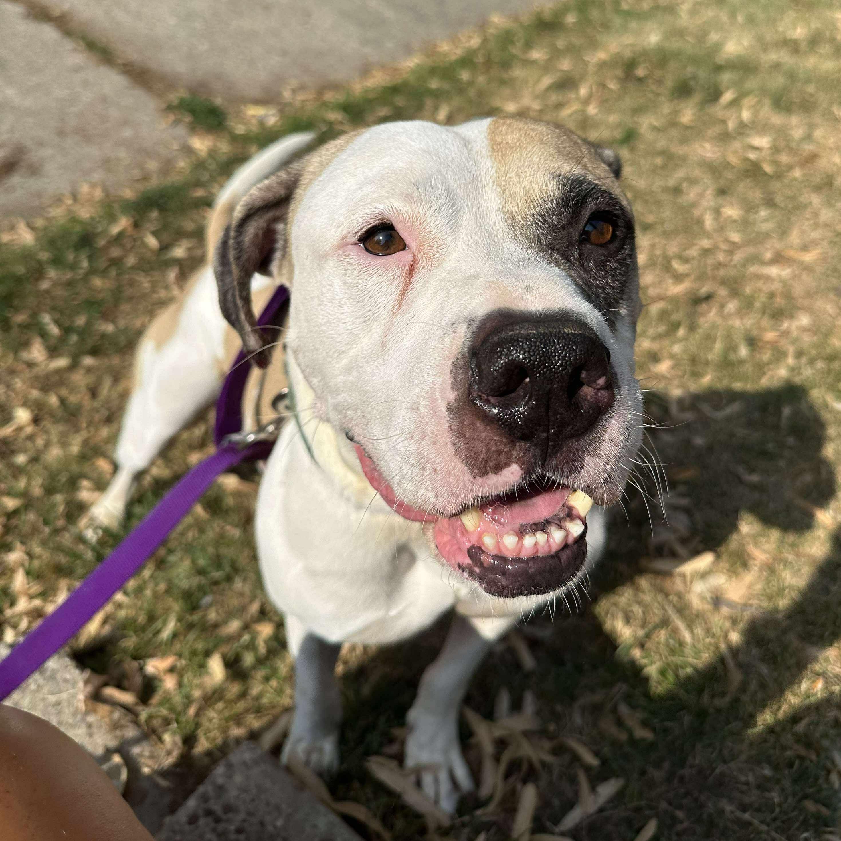 Enlarge Enoch: Adopt or Forever Foster, a Adoptable mixed breed in Rochester, NY image 6/6