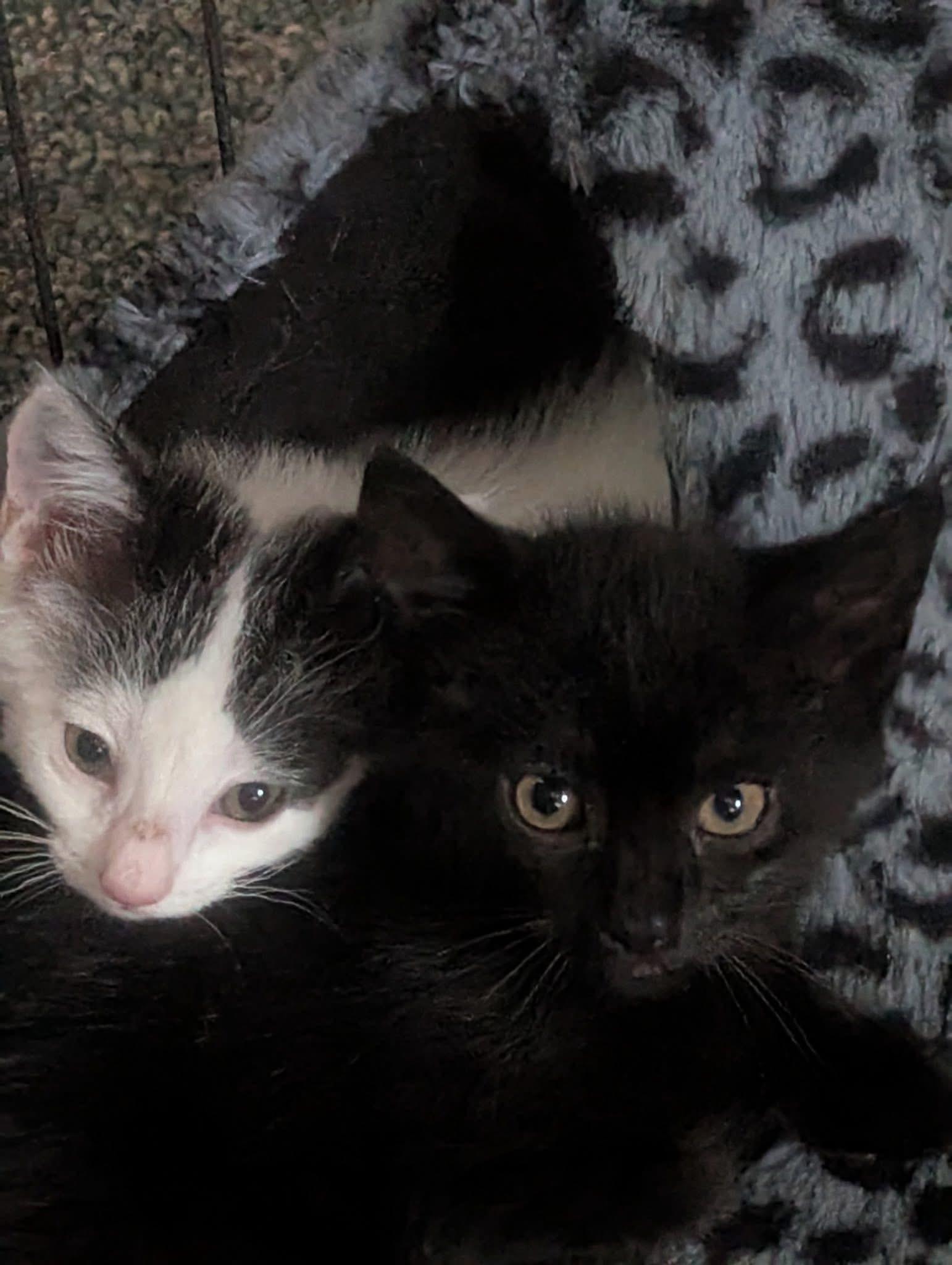 Itsy & Bitsy (Bonded Pair), ADOPTABLE, Young Male Domestic Short Hair.