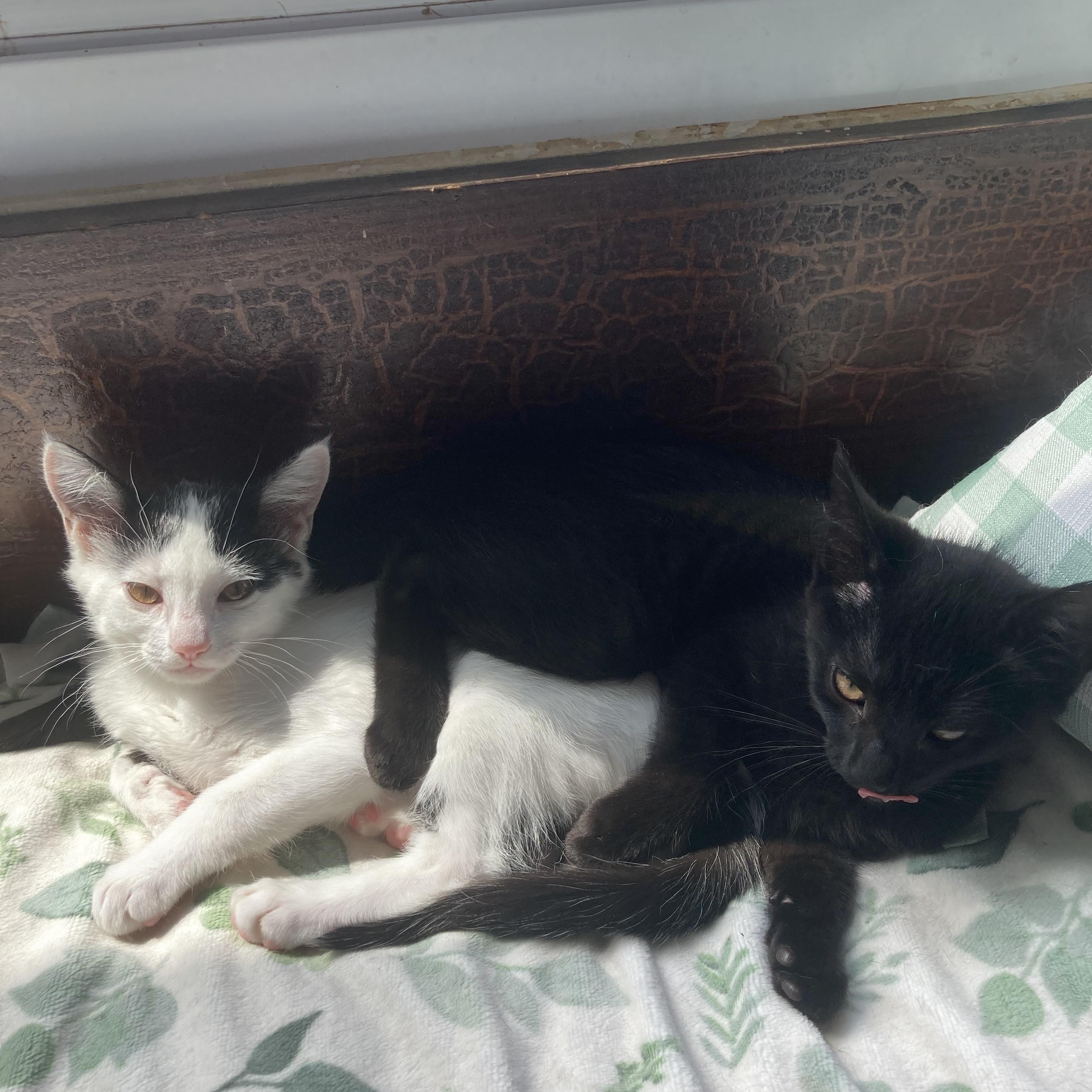 Itsy & Bitsy (Bonded Pair), a ADOPTABLE Domestic Short Hair in Cleveland, OH image 3/6