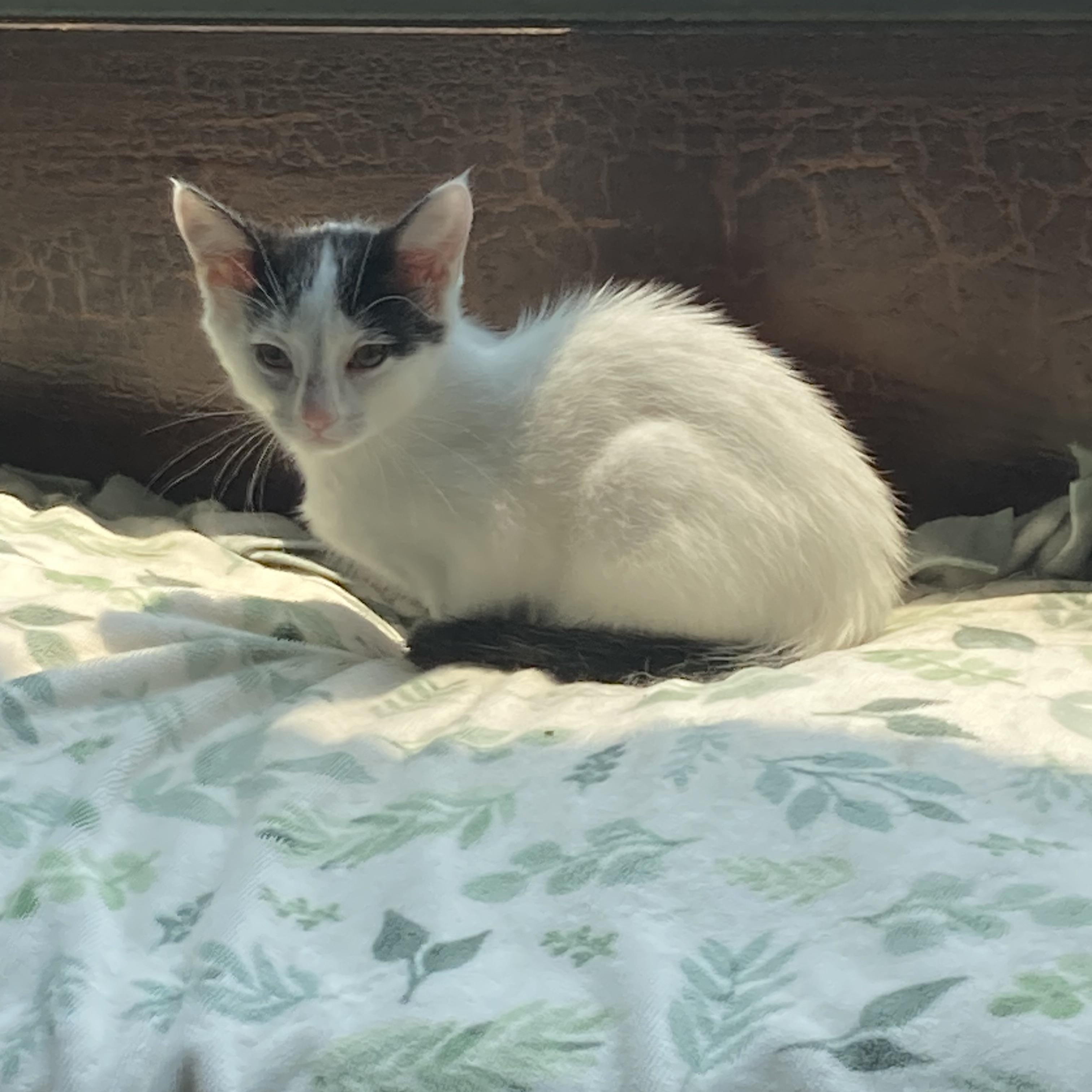 Itsy & Bitsy (Bonded Pair), a ADOPTABLE Domestic Short Hair in Cleveland, OH image 5/6
