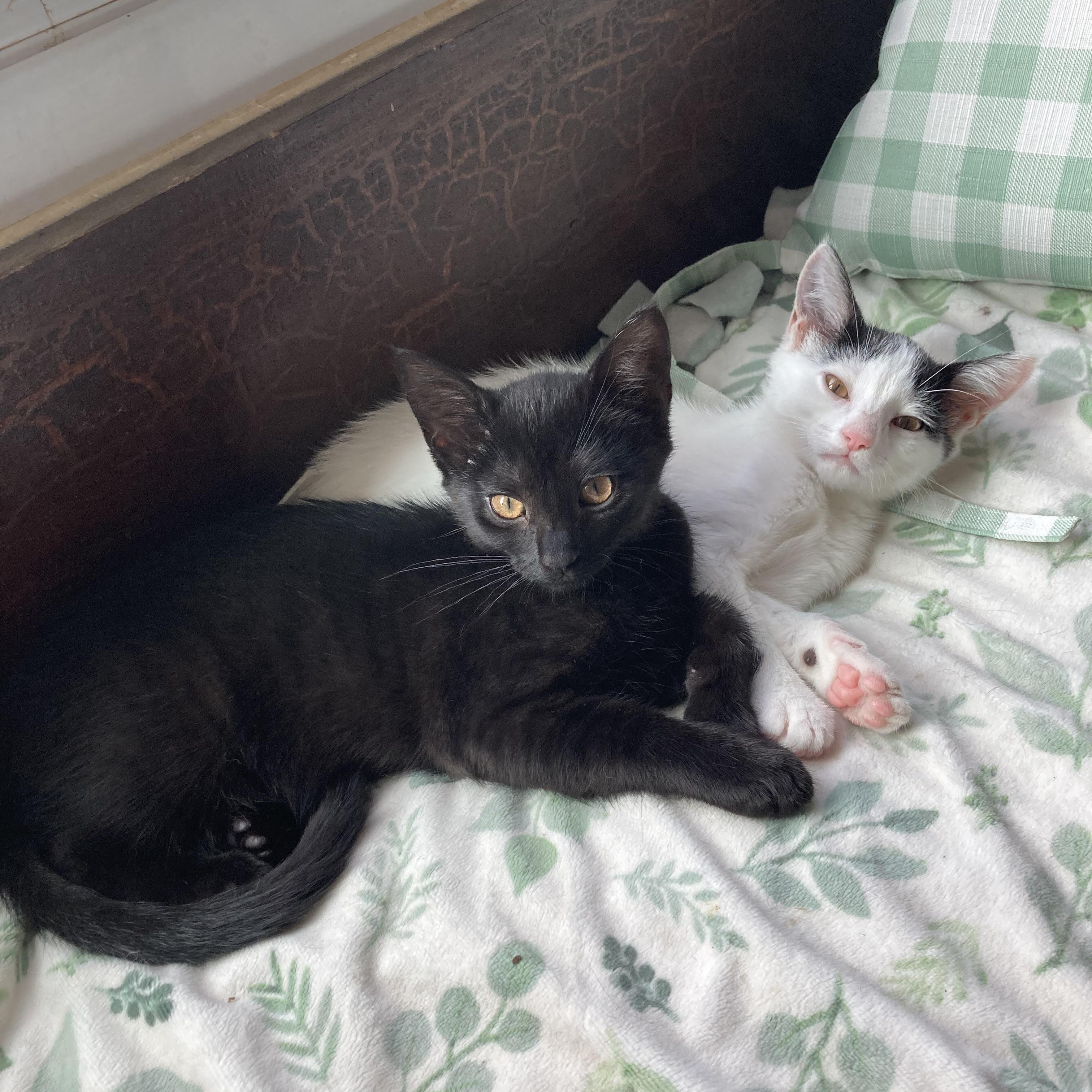 Itsy & Bitsy (Bonded Pair), a ADOPTABLE Domestic Short Hair in Cleveland, OH image 2/6