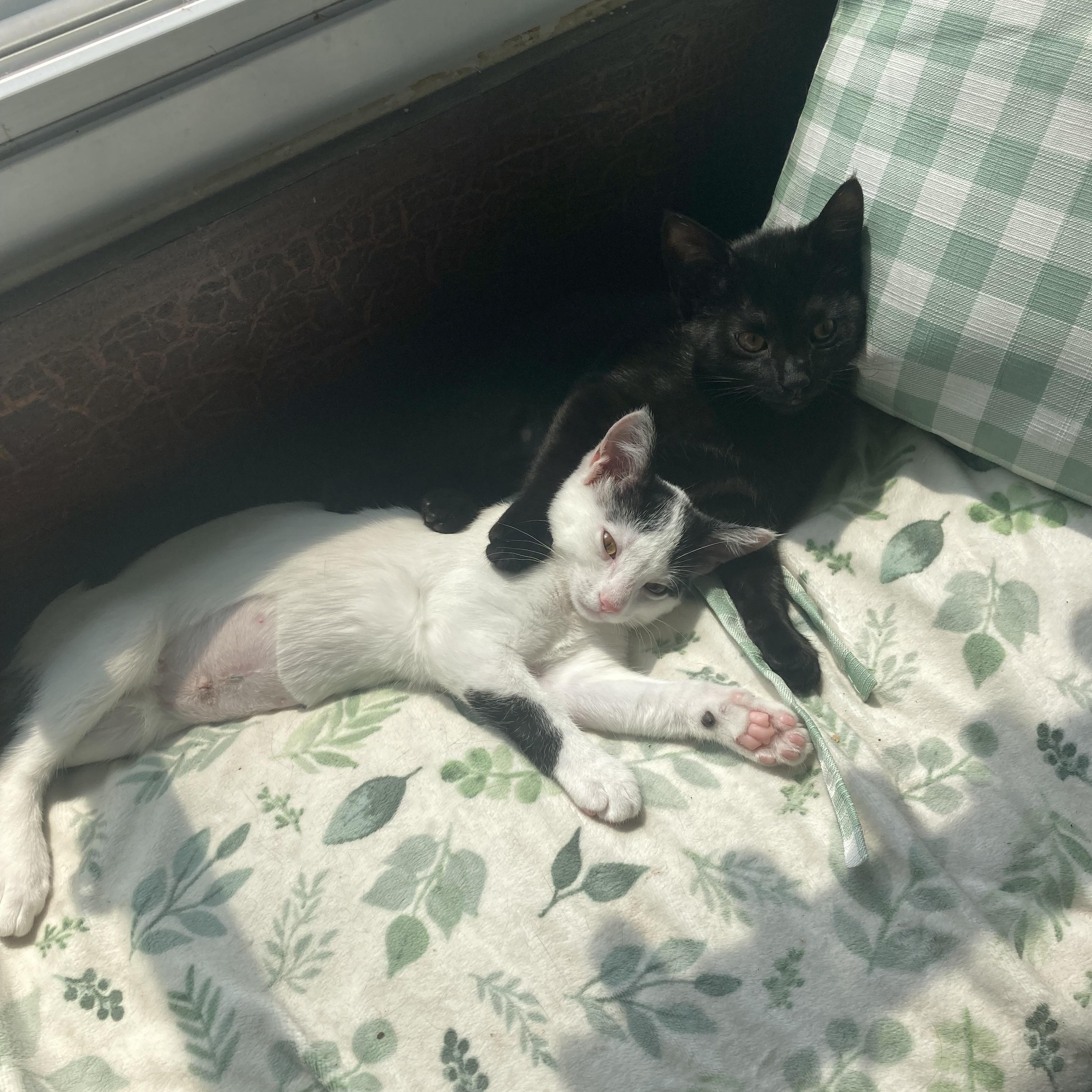 Itsy & Bitsy (Bonded Pair), a ADOPTABLE Domestic Short Hair in Cleveland, OH image 4/6