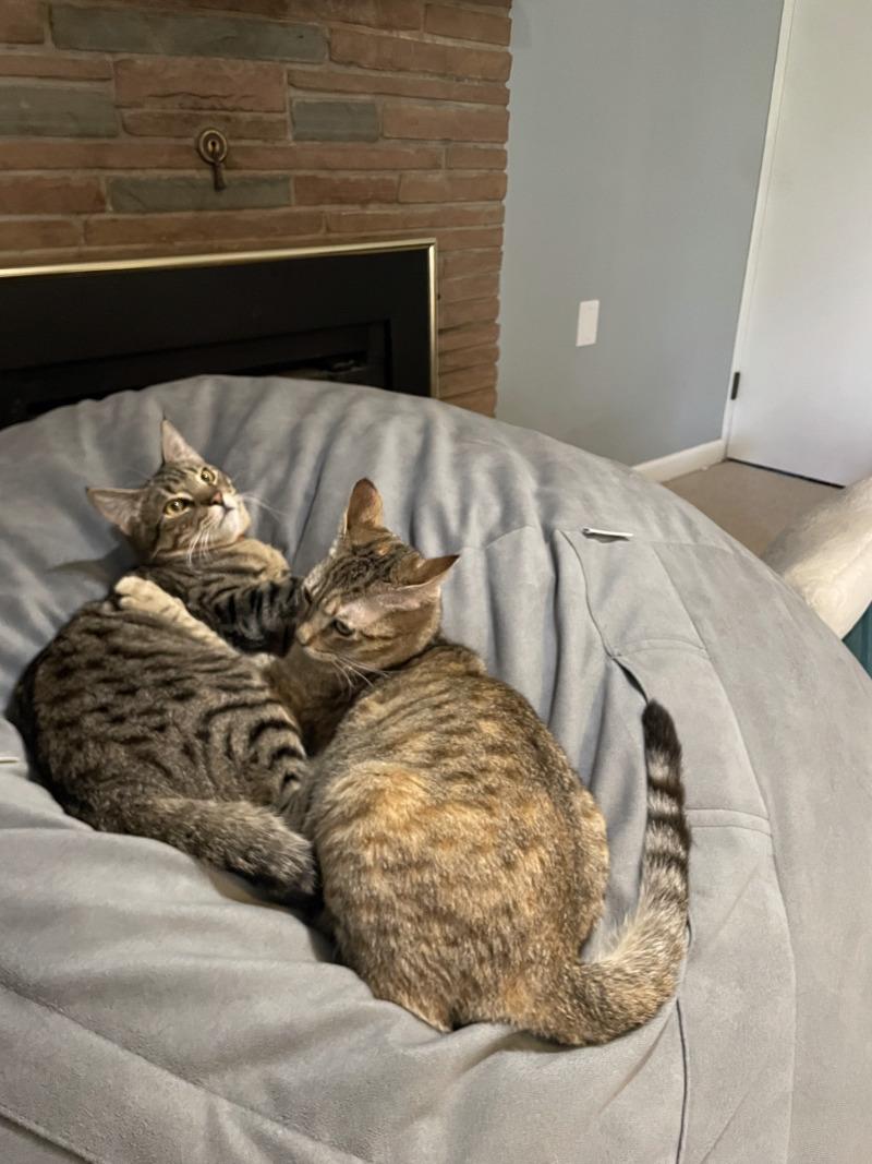 Lolli Pop Candy — thumbnail 3