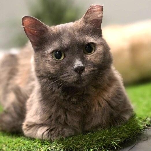 Lavender Chavez thumbnail 3