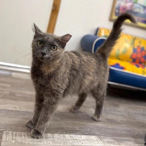 Lavender Chavez thumbnail 5