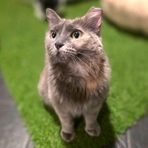 Lavender Chavez thumbnail 6