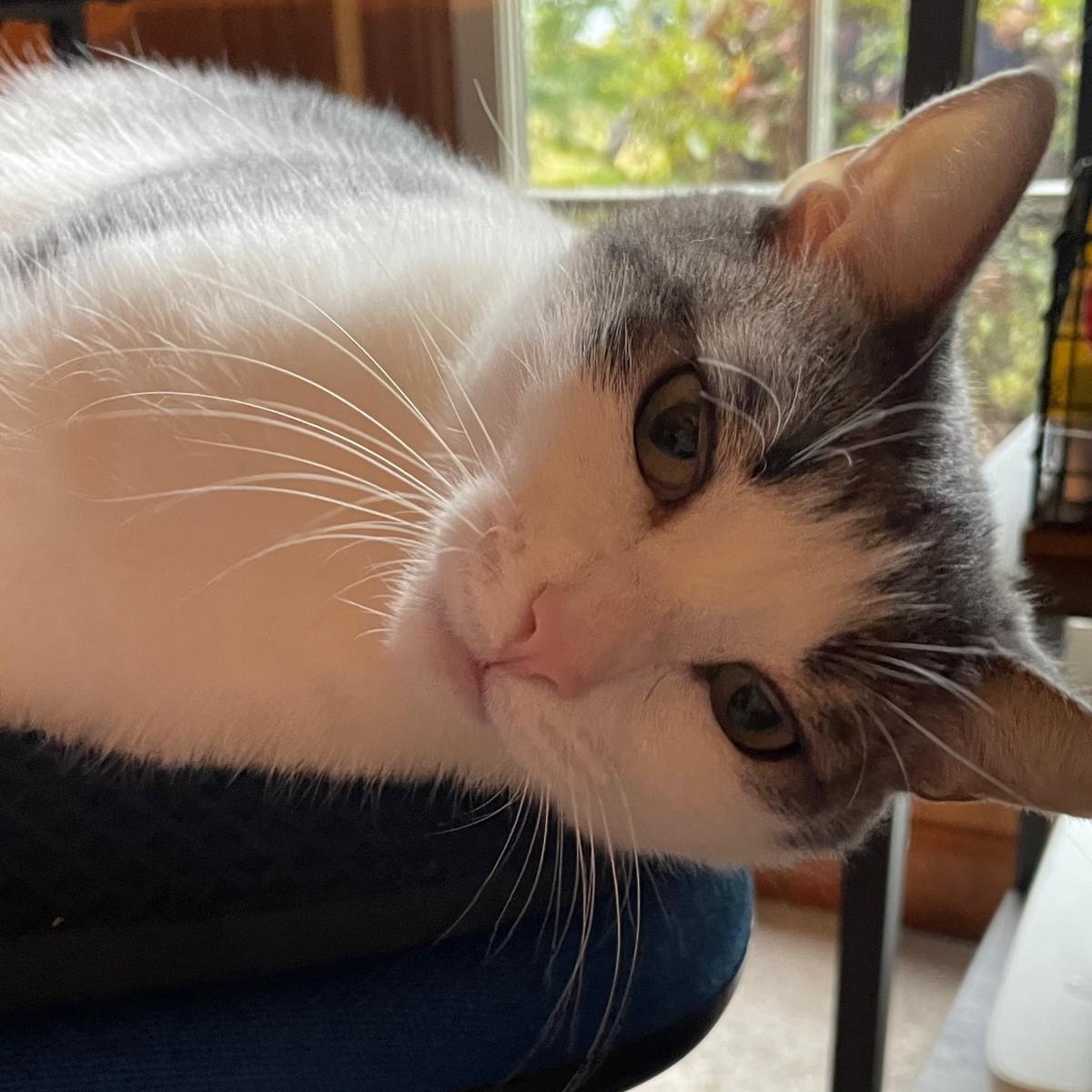 Enlarge Belle, a Adoptable Domestic Short Hair in Alpharetta, GA image 3/5