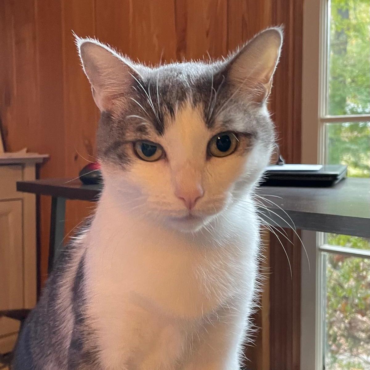 Enlarge Belle, a Adoptable Domestic Short Hair in Alpharetta, GA image 4/5