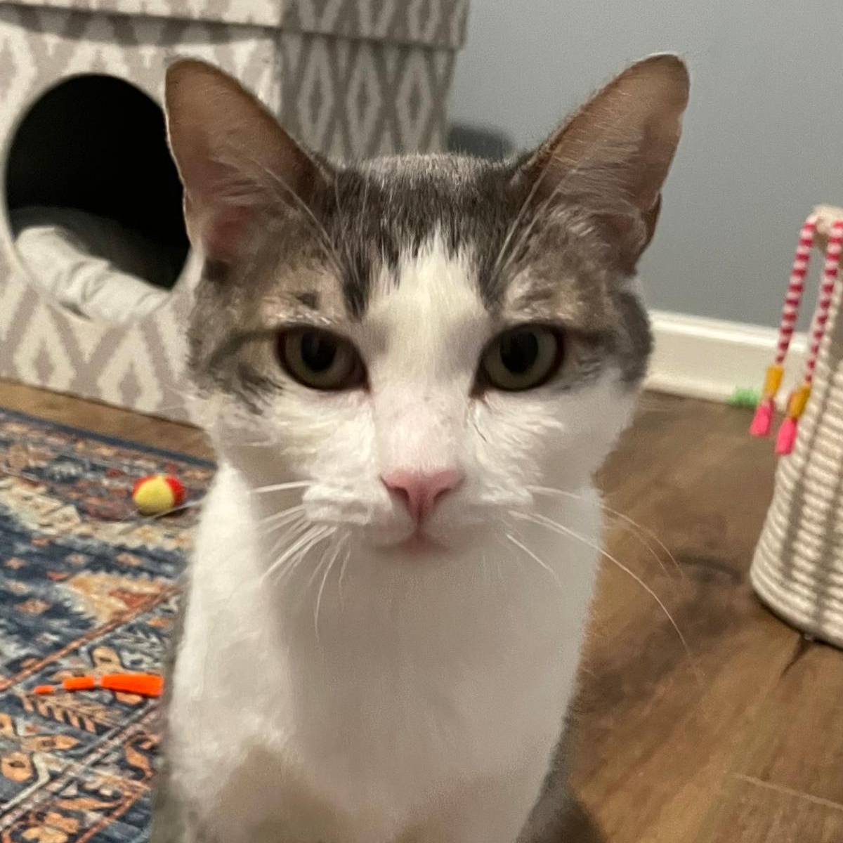 Enlarge Belle, a Adoptable Domestic Short Hair in Alpharetta, GA image 2/5