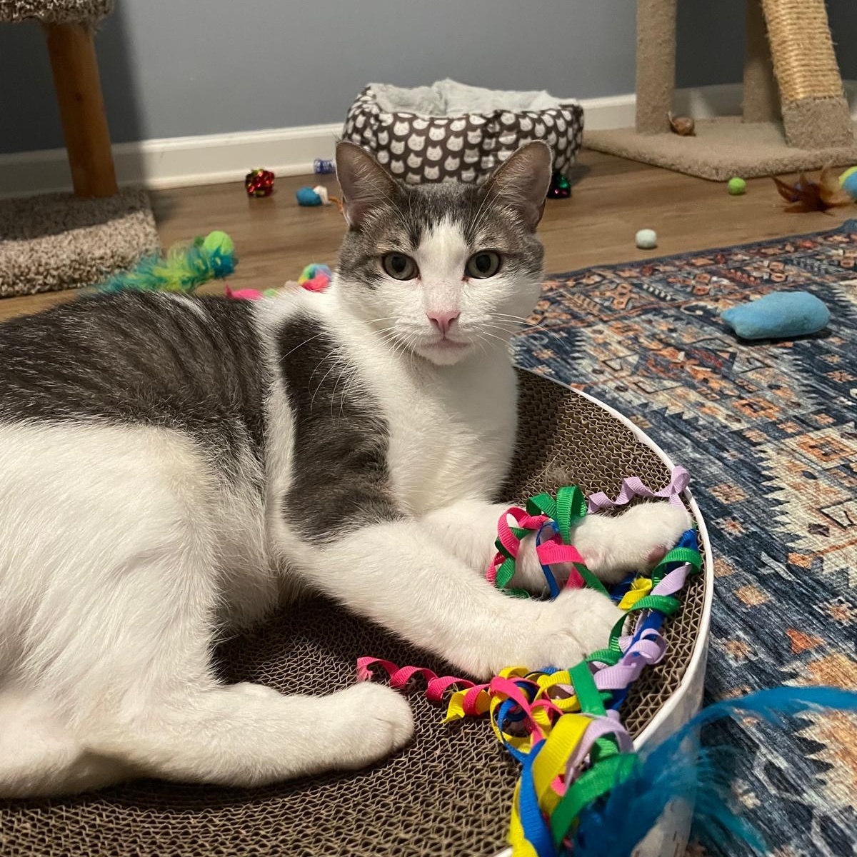 Enlarge Belle, a Adoptable Domestic Short Hair in Alpharetta, GA image 5/5