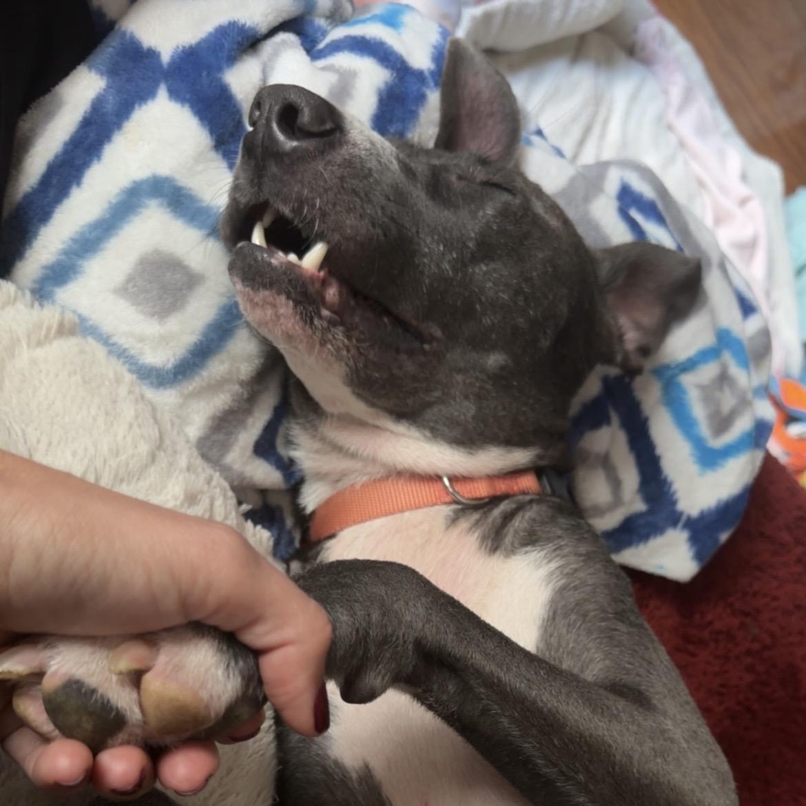 Enlarge Lady Rose, a Adoptable mixed breed in Bellingham, WA image 6/6
