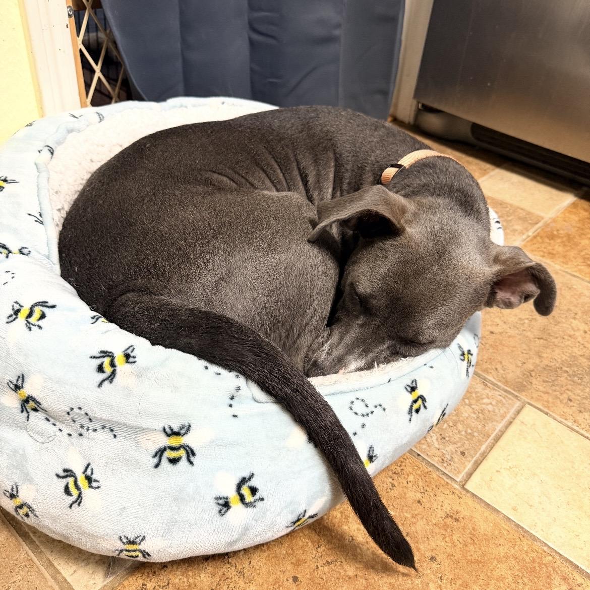 Enlarge Lady Rose, a Adoptable mixed breed in Bellingham, WA image 5/6