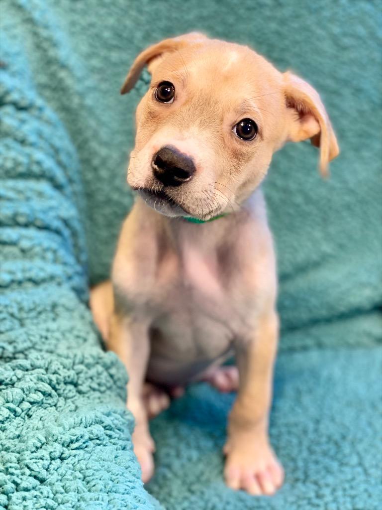 Frank, Adoptable, Puppy Male Terrier & Mixed Breed.