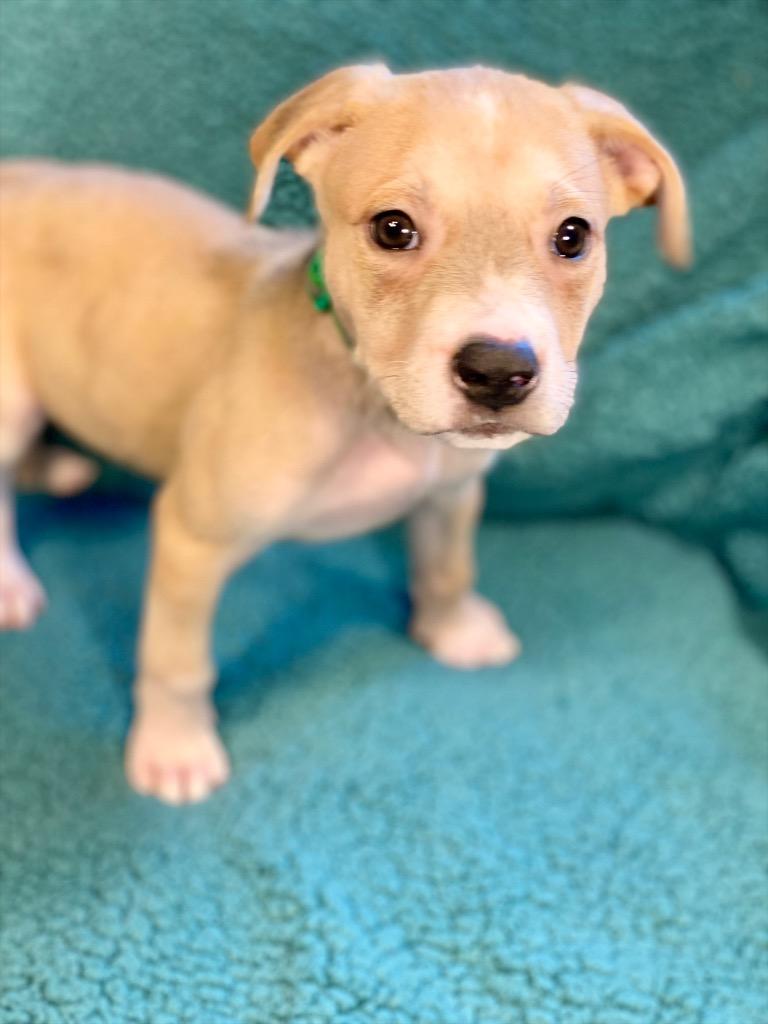 Frank, a Adoptable mixed breed in Urbandale, IA image 2/3
