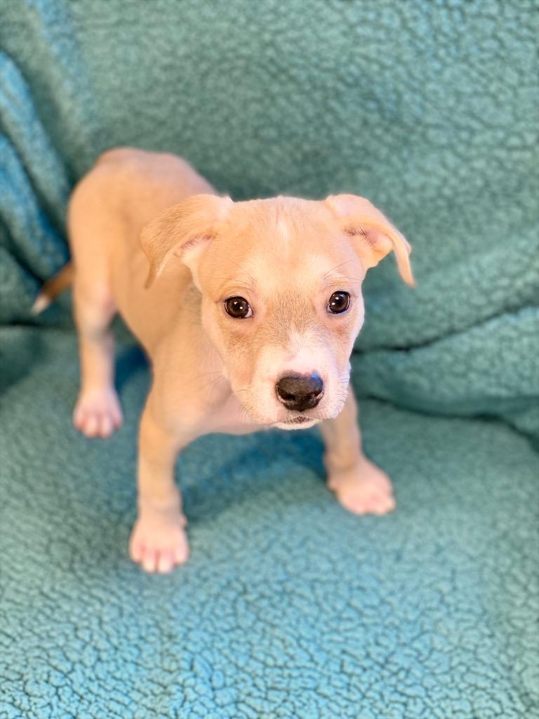 Frank, a Adoptable mixed breed in Urbandale, IA image 3/3