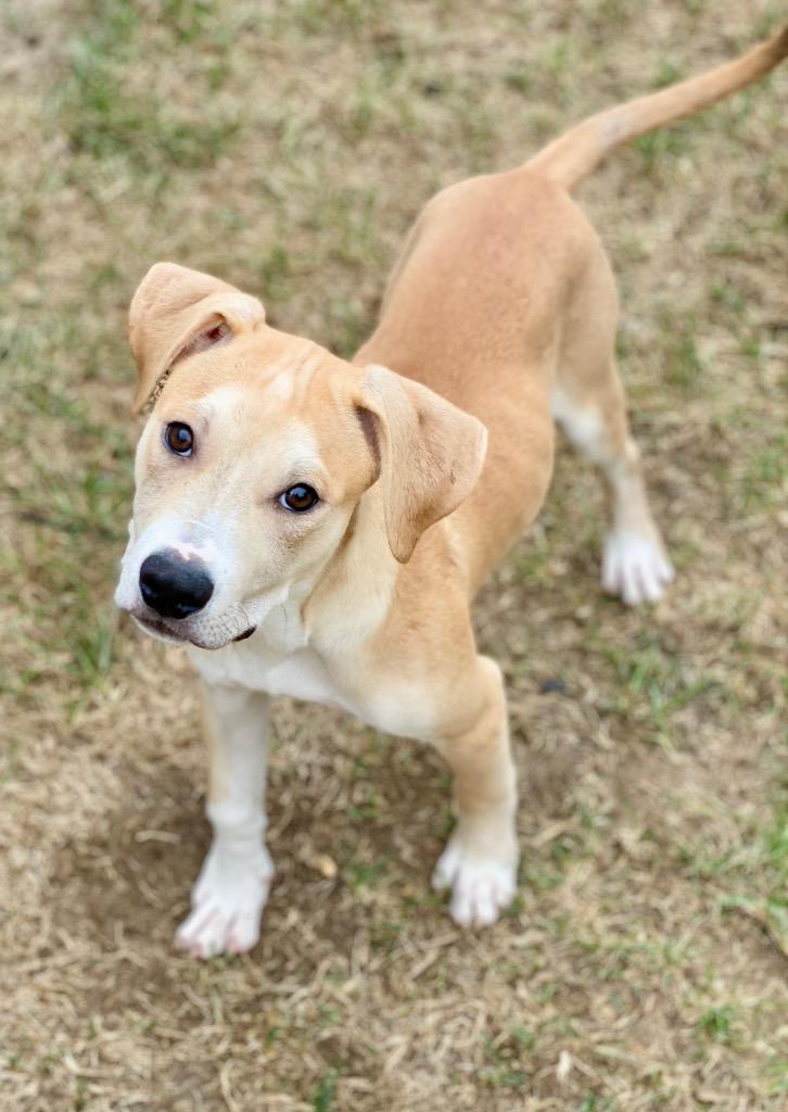 Frank, Adoptable, Puppy Male Terrier & Mixed Breed.