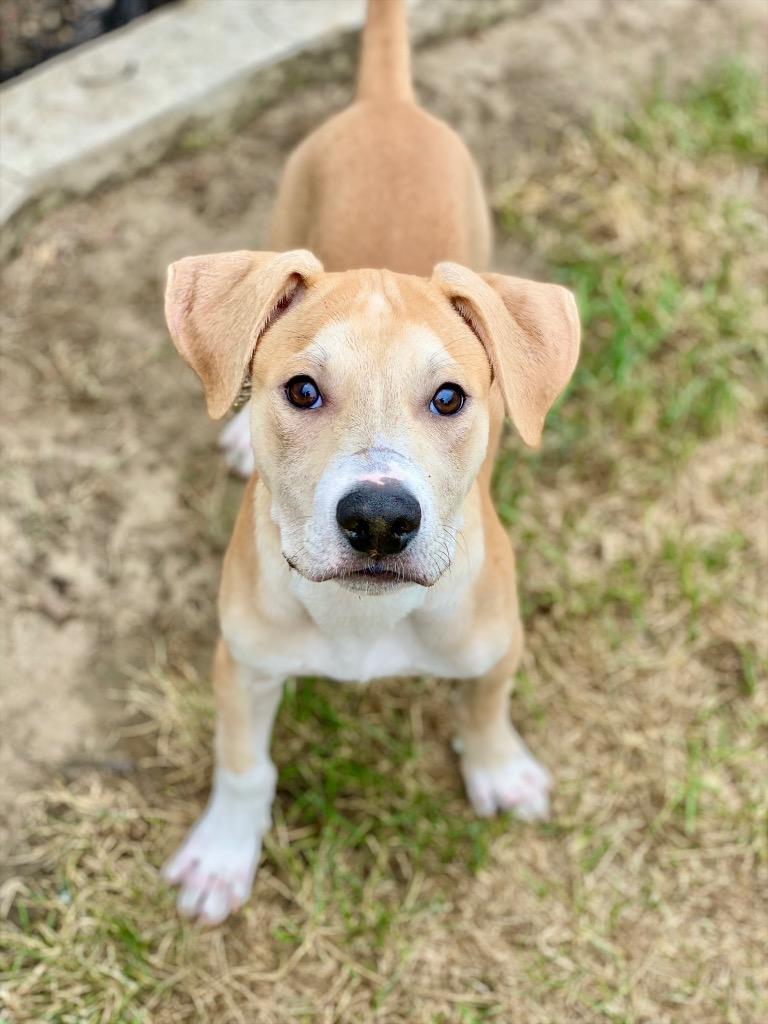 Enlarge Frank, a Adoptable mixed breed in Urbandale, IA image 3/3