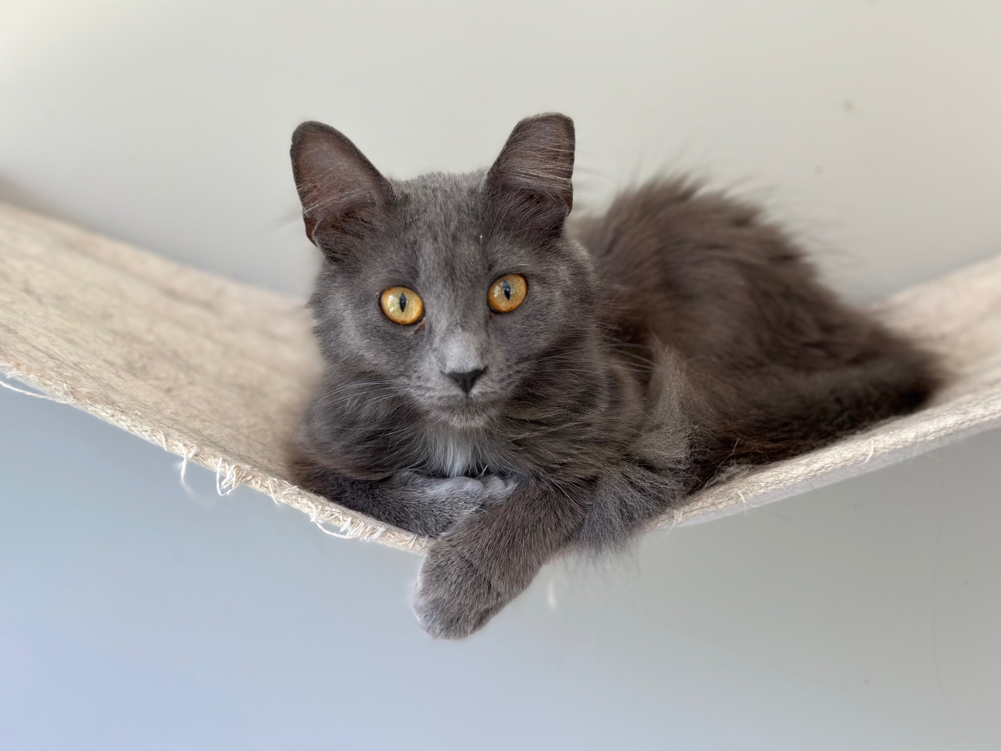 Penelope, Young Female Domestic Long Hair